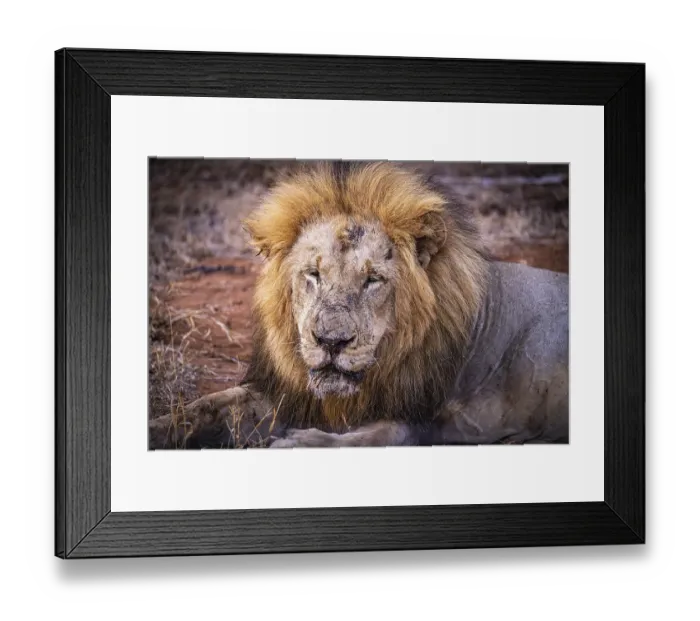 Framed Print : Old male lion (Panthera Leo) lying