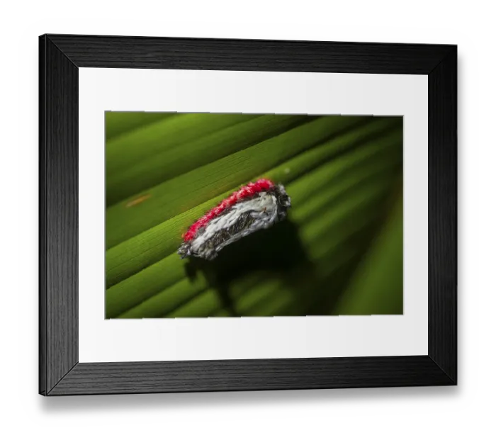 Framed Print : Hairy white-red caterpillar sitting on a leaf at night in the tropical rainforest