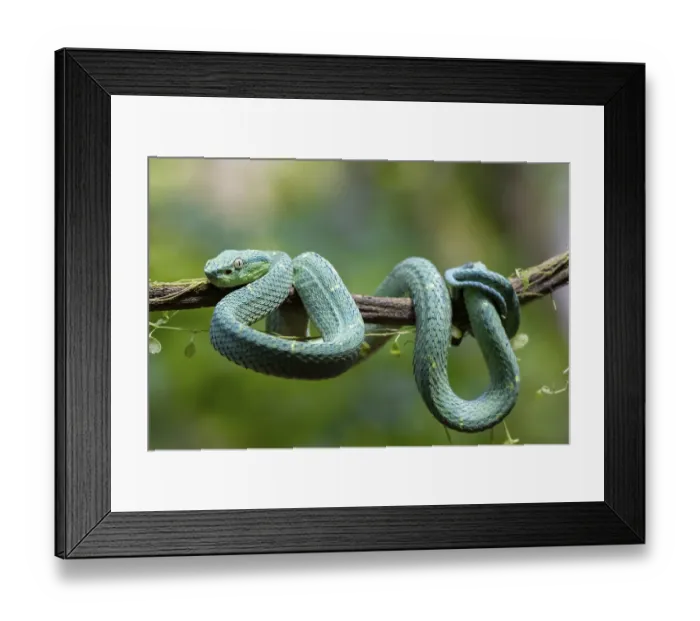 Framed Print : Bothriechis lateralis (Bothriechis lateralis) Framed Print : Bothriechis lateralis (Bothriechis lateralis)