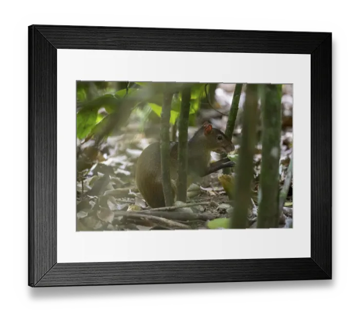 Framed Print : Central American agouti (Dasyprocta punctata) in the rainforest Framed Print : Central American agouti (Dasyprocta punctata) in the rainforest