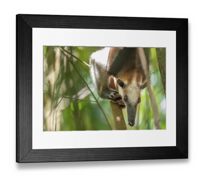 Framed Print : Northern tamandua (Tamandua mexicana)