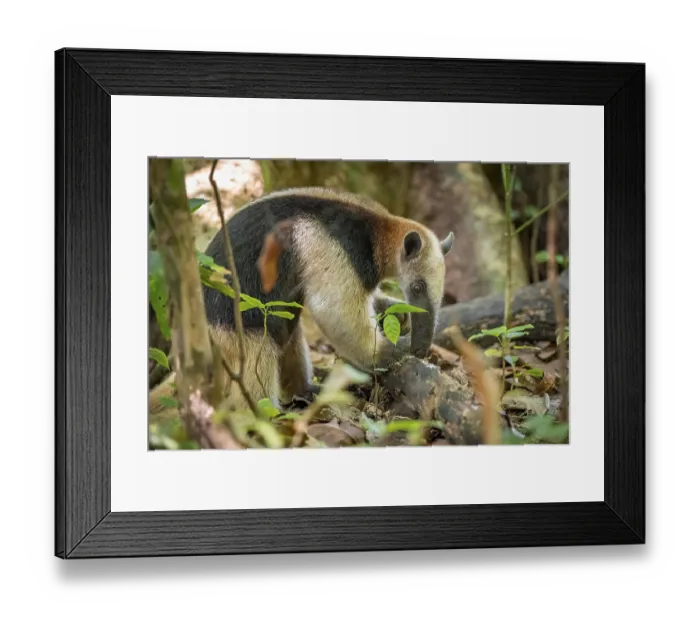 Framed Print : Northern tamandua (Tamandua mexicana)