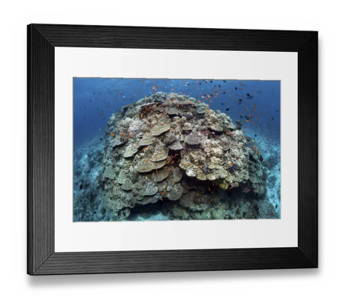 Framed Print : Large stone coral, tile fish (Antiinae)