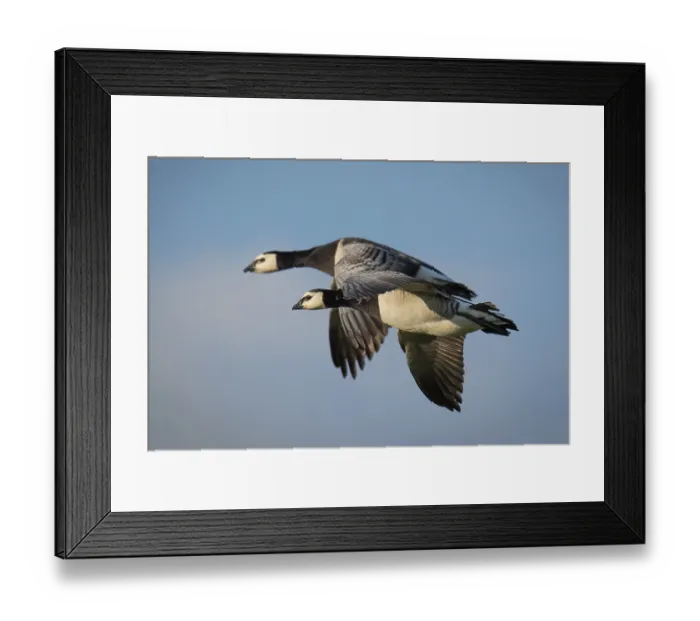 Framed Print : Barnacle geese or barnacle geese (Branta leucopsis) in flight over Hauke-Haien-Koog nature reserve
