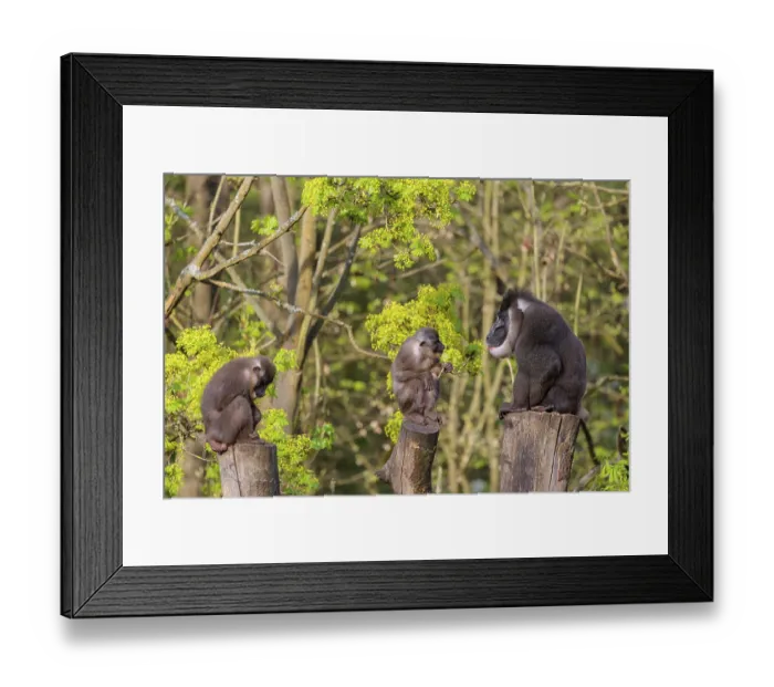 Framed Print : Three Drills (Mandrillus leucophaeus)