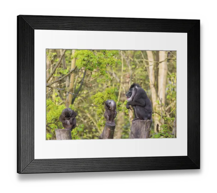 Framed Print : Three Drills (Mandrillus leucophaeus) Framed Print : Three Drills (Mandrillus leucophaeus)