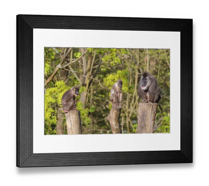 Framed Print : Three Drills (Mandrillus leucophaeus)
