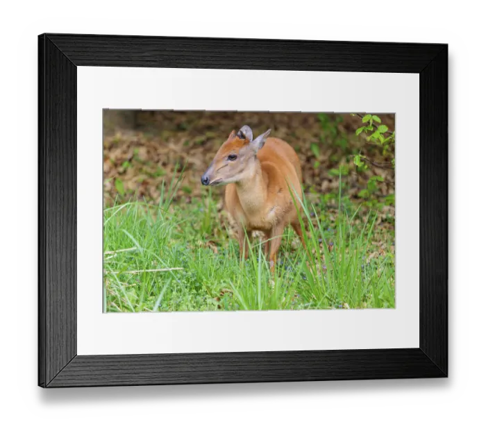 Framed Print : A male Red Forest Duiker (Cephalophus natalensis) stands in a green meadow