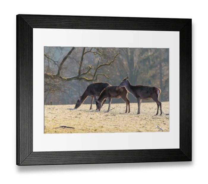 Framed Print : Three female red deer (Cervus elaphus) graze in the first light of day on a meadow covered in hoar frost Framed Print : Three female red deer (Cervus elaphus) graze in the first light of day on a meadow covered in hoar frost
