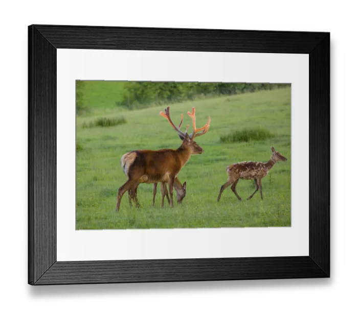Framed Print : An Altai maral stag Framed Print : An Altai maral stag