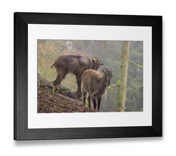 Framed Print : Two Himalayan Tahr (Hemitragus jemlahicus) stand in the forest on a foggy day