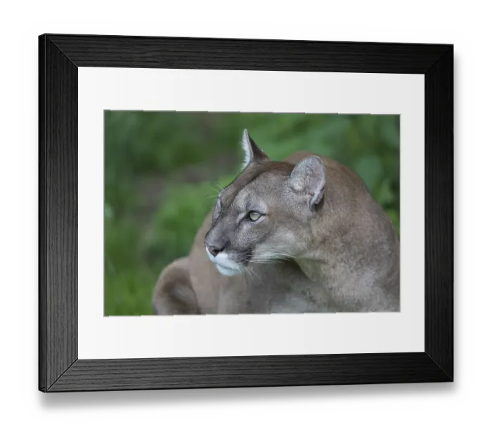 Framed Print : One male cougar, Puma concolor
