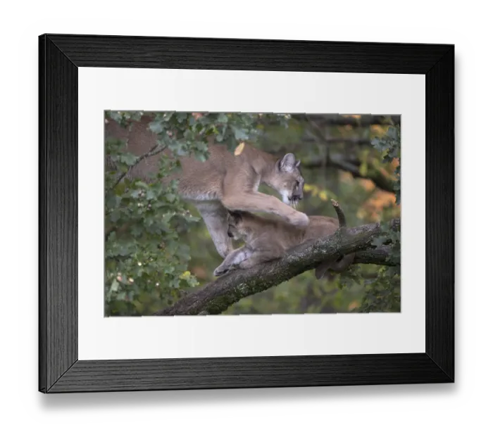 Framed Print : One cougar mother, Puma concolor