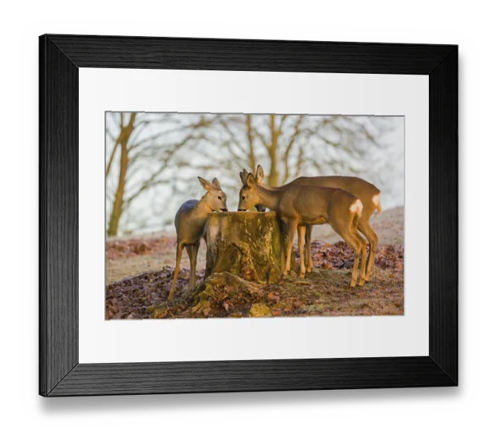 Framed Print : A female roe deer (Capreolus capreolus) and her two fawns nibbling moss from a tree stump at sunrise Framed Print : A female roe deer (Capreolus capreolus) and her two fawns nibbling moss from a tree stump at sunrise