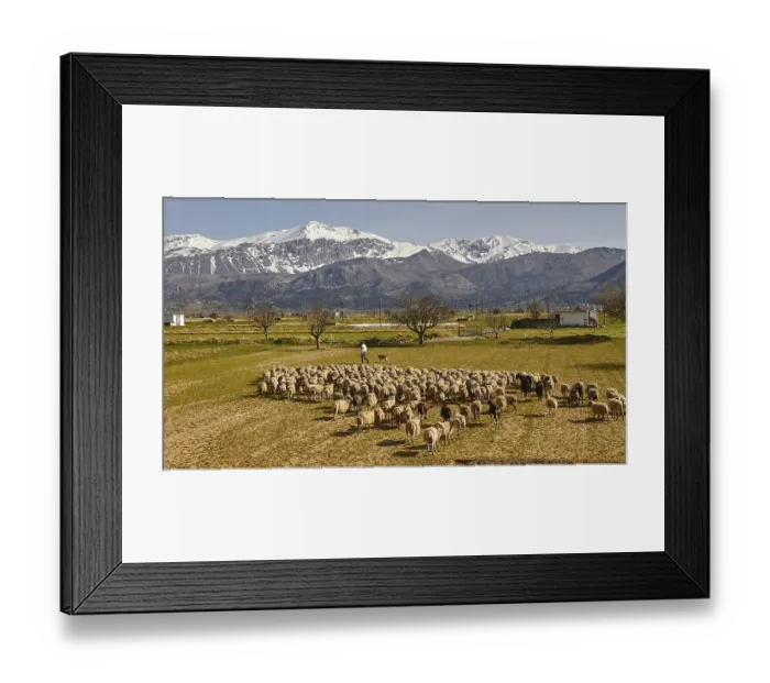 Framed Print : Flock of sheep, shepherd, green meadows