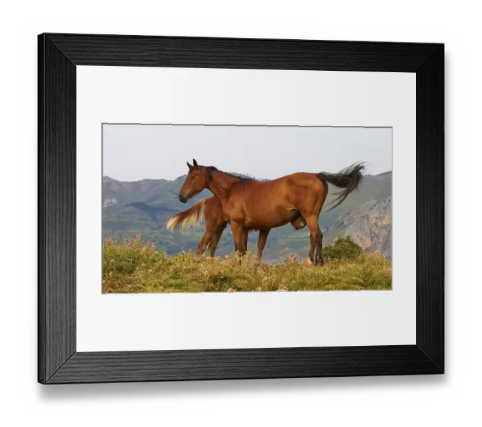 Framed Print : Wild horses, Nebrodi National Park