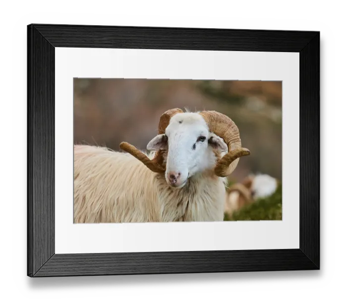 Framed Print : Close-up of a sheep with large