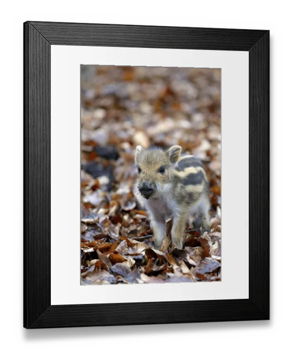 Framed Print : Wild boar (Sus scrofa), shoat, captive
