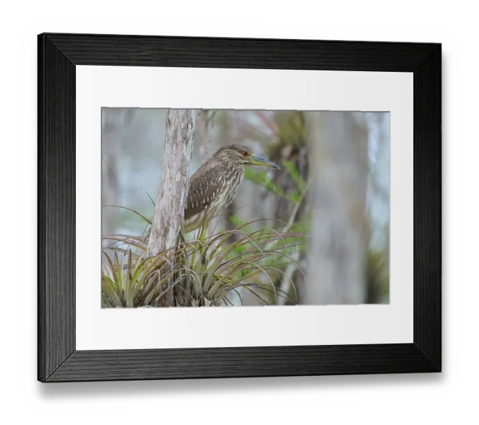 Framed Print : Night heron (Nycticorax nycticorax) Framed Print : Night heron (Nycticorax nycticorax)