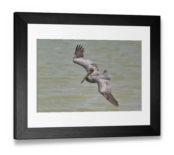 Framed Print : Brown Pelican, (Pelecanus occidentalis)