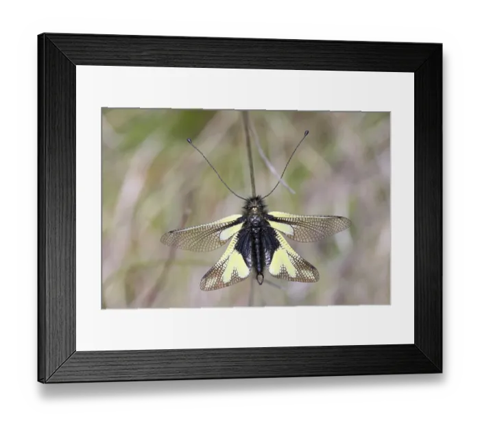 Framed Print : Butterfly shark, Libelloides coccajus Framed Print : Butterfly shark, Libelloides coccajus