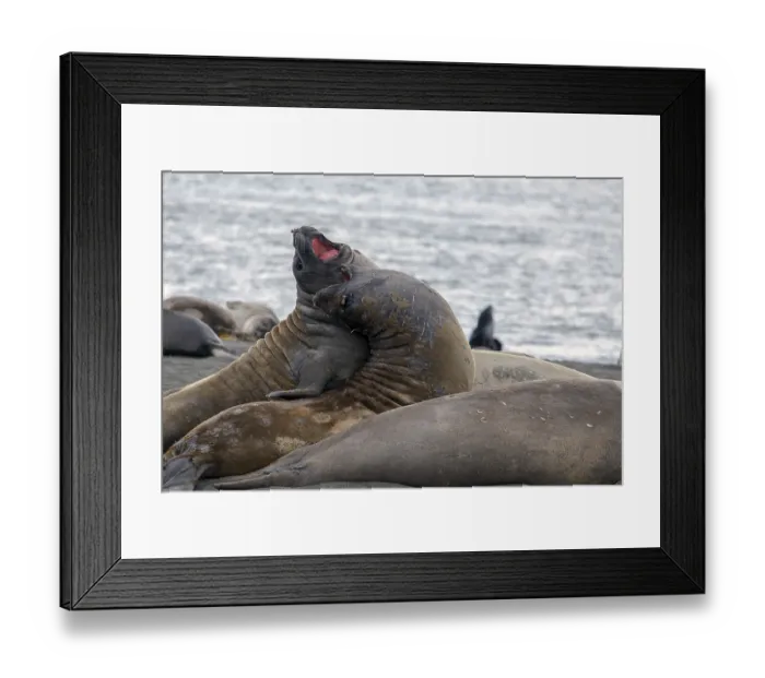 Framed Print : Elephant seals fighting in St Andrews Bay South Georgia Antarctica