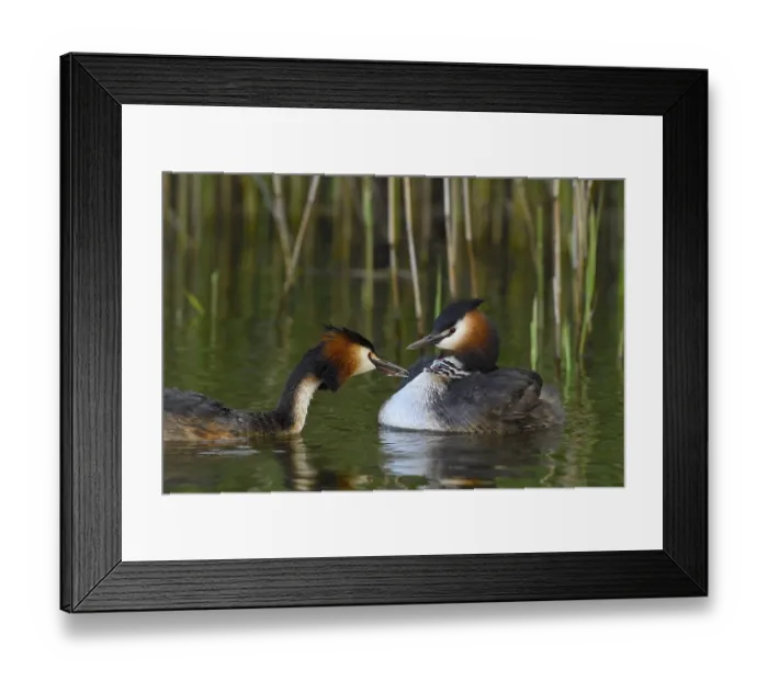 Framed Print : Great crested grebe (Podiceps cristatus) with chick Framed Print : Great crested grebe (Podiceps cristatus) with chick