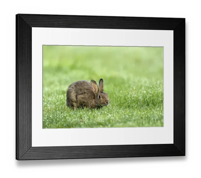 Framed Print : European rabbit (Oryctolagus cuniculus) in wet meadow