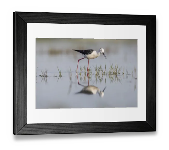Framed Print : Black-winged Black-winged Stilt (Himantopus himantopus) Framed Print : Black-winged Black-winged Stilt (Himantopus himantopus)