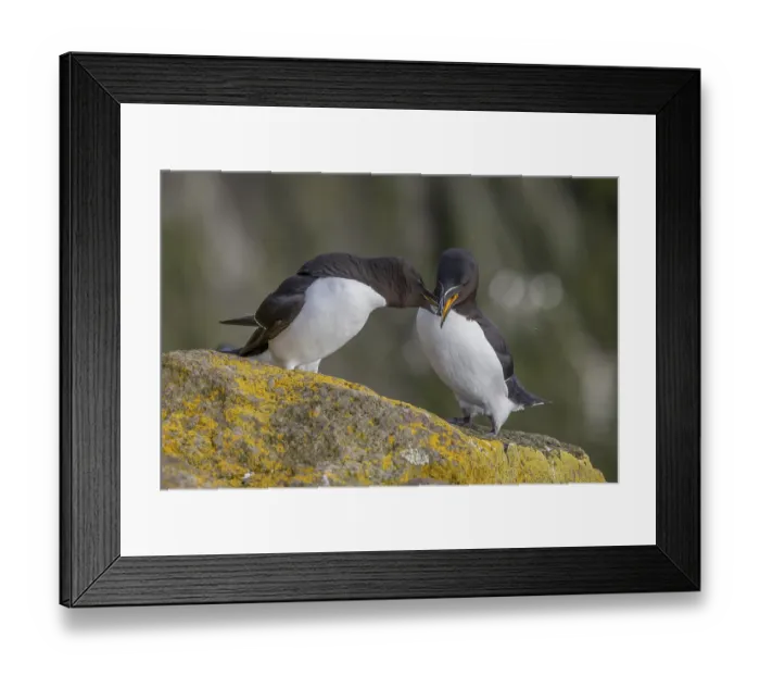 Framed Print : Razorbill (Alca torda), pair interacting with each other Framed Print : Razorbill (Alca torda), pair interacting with each other