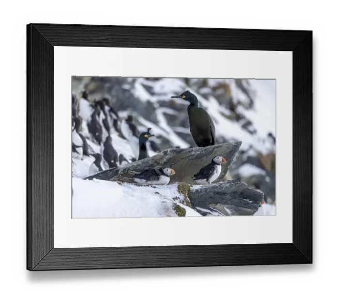 Framed Print : Puffin (Fratercula arctica), with Common shags (Phalacrocorax aristotelis) Framed Print : Puffin (Fratercula arctica), with Common shags (Phalacrocorax aristotelis)
