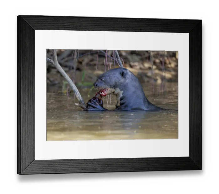 Framed Print : Giant otter (Pteronura brasiliensis) Framed Print : Giant otter (Pteronura brasiliensis)