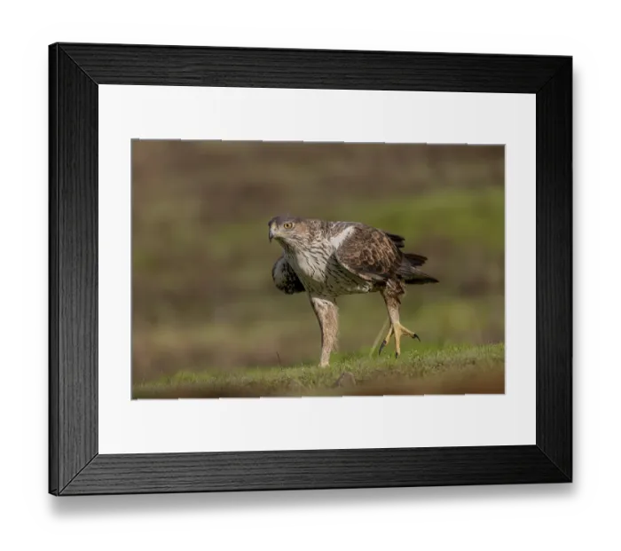 Framed Print : Bonelli's eagle (Aquila fasciata) Framed Print : Bonelli's eagle (Aquila fasciata)