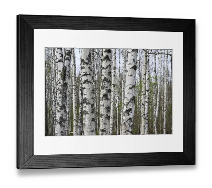 Framed Print : Birch grove on a spring day, the leaves begin to bloom
