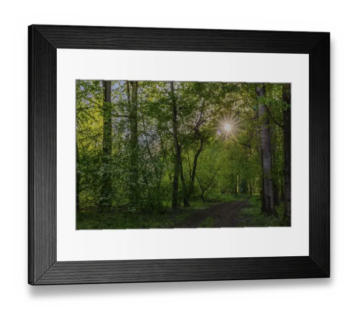 Framed Print : Sunbeams break through the trees onto a path in the green forest Framed Print : Sunbeams break through the trees onto a path in the green forest