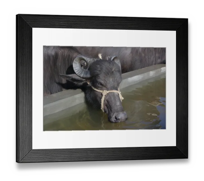 Framed Print : Buffalo drinking water from man made pond