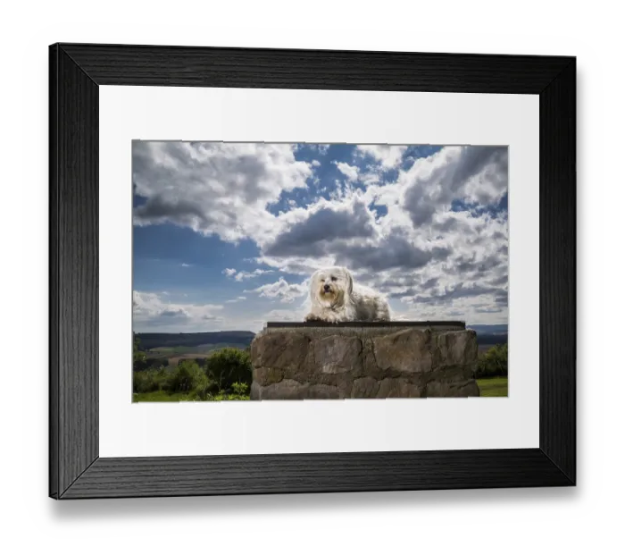 Framed Print : Small white dog sits on a pedestal in the background a blue sky with clouds