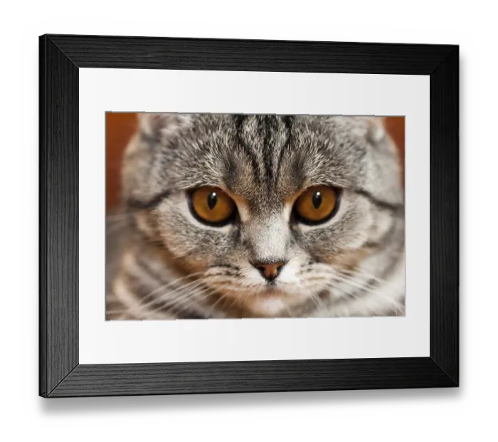 Framed Print : Feline animal pet british domestic cat looking eye