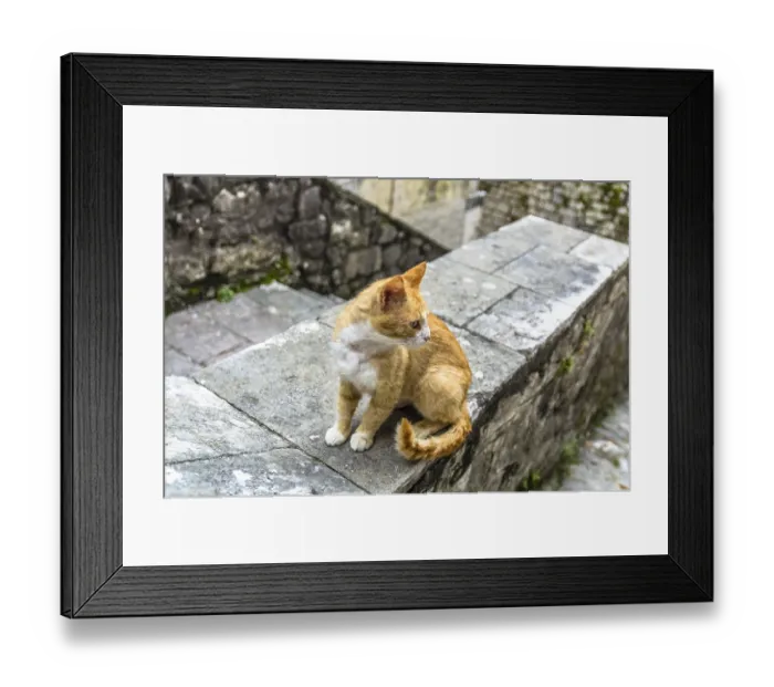 Framed Print : Red cat in old Kotor city, Montenegro, Europe