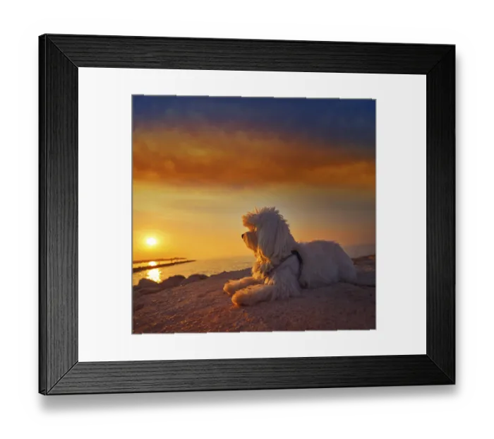Framed Print : Maltichon pet dog relaxed looking sunset in a beach