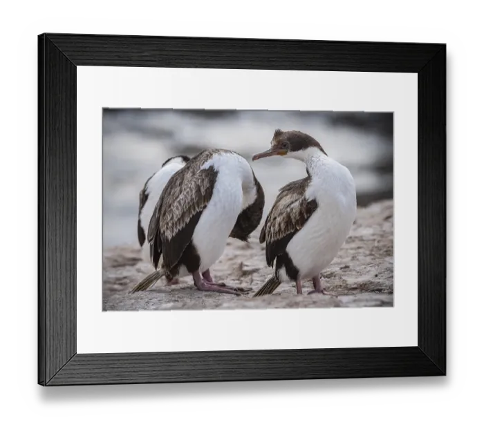 Framed Print : Blue-eyed Cormorant (Phalacrocorax atriceps)