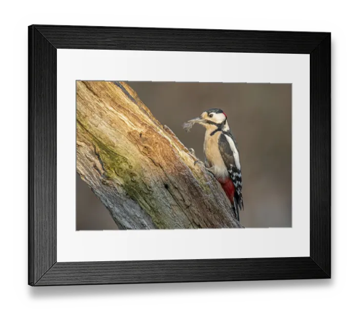 Framed Print : Brambling woodpecker (Dendrocopos major)