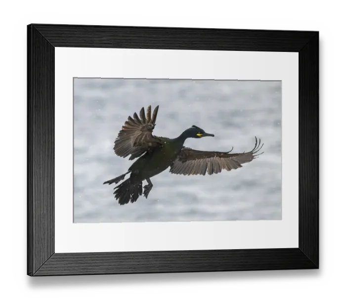 Framed Print : Common shag (Phalacrocorax aristotelis)