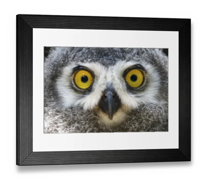 Framed Print : Snowy owl (Nyctea scandiaca) Young bird