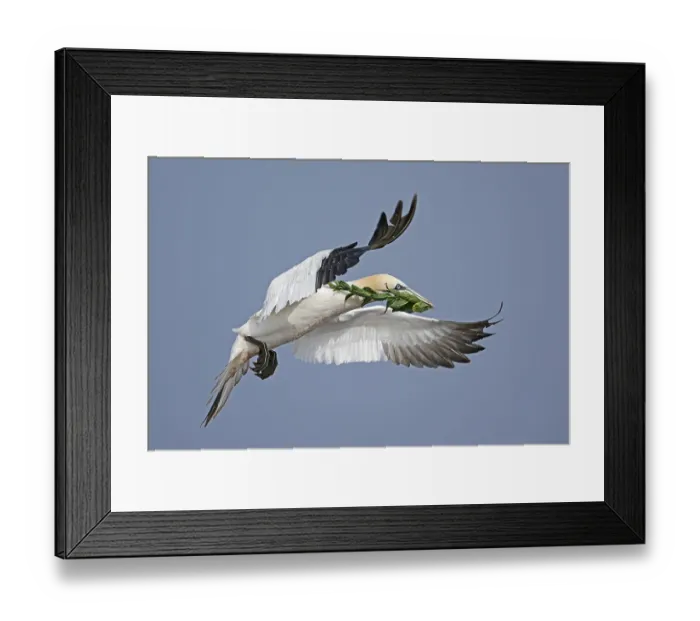 Framed Print : Northern gannet (Sula bassana) flying with nesting material