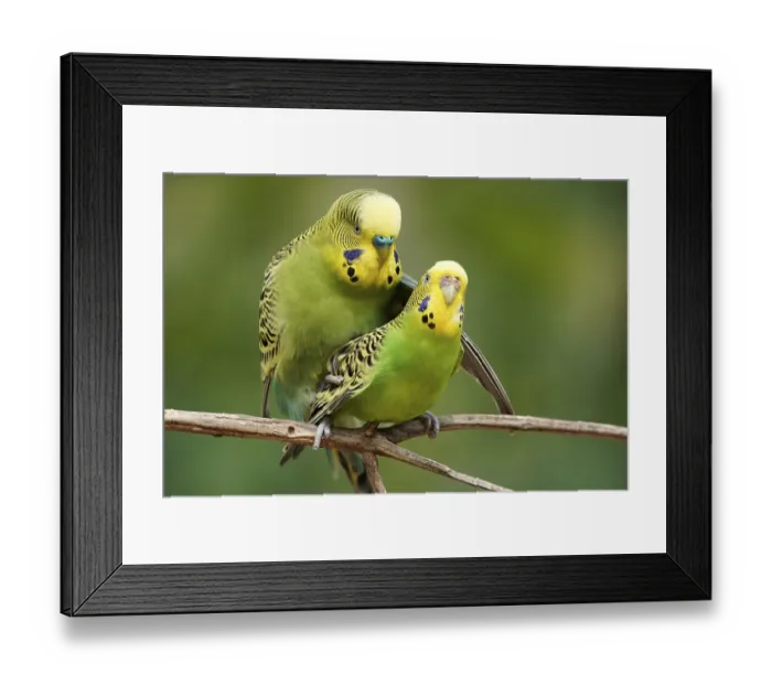 Framed Print : Budgie (Melopsittacus undulatus) mating behaviour