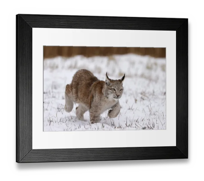 Framed Print : Eurasian lynx (Lynx lynx) sneaking up on a snowy meadow