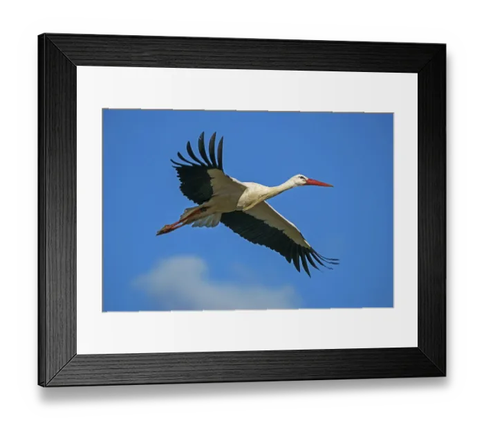 Framed Print : White stork (Ciconia ciconia), flying