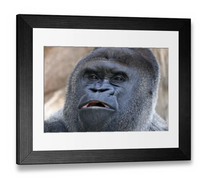 Framed Print : Western western gorilla (Gorilla gorilla) silverback