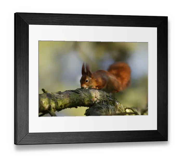 Framed Print : Eurasian red squirrel (Sciurus vulgaris) on a branch